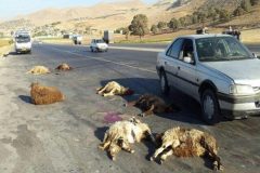 تلف شدن ۲۵ راس دام در برخورد خودروی پژو با گله گوسفندان در فراهان