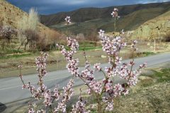 طبیعت بهاری فراهان