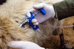 ایمن سازی ۹۰ درصد دام‌های فراهان علیه طاعون نشخوارکنندگان/ ۱۹هزار دام برای مقابله بیماری تب مالت واکسینه شدند