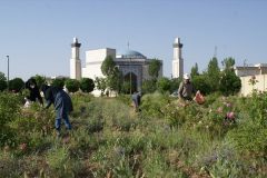 برداشت گل محمدی در مزرعه تحقیقاتی دانشگاه آزاد فراهان