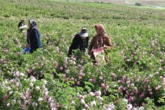 ۶۰ هکتار از اراضی کشاورزی فراهان به کشت گل محمدی اختصاص دارد/ تداوم حیات گل محمدی در گرو توسعه صنعت اسانس گیری