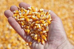 کشف ۴۰۰ تن ذرت وارداتی قاچاق در یکی از روستاهای فراهان
