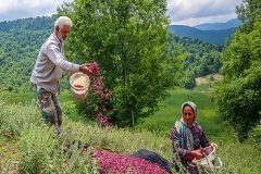 تصاویر/آغاز برداشت گل گاوزبان در مازندران