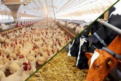 خرید تضمینی گوشت قرمز و مرغ در دستور کار وزارت جهاد کشاورزی قرار گیرد