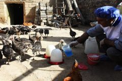 واکسیناسیون ۴ هزار قطعه طیور بومی علیه نیوکاسل در فراهان