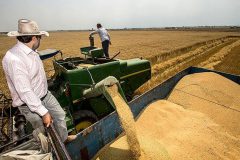 قیمت گندم فعلا همان ۱۵ هزار تومان است/ افزایش ۳۰ درصدی خرید تضمینی