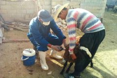 واکسیناسیون بیش از۷ هزار راس دام سبک در فراهان