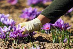 حداقل و حداکثر قیمت طلای سرخ اعلام شد