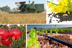 ۸ میوه مغذی برای بهبود ضریب هوشی و سلامت مغز