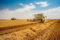 سرنوشت نرخ خرید تضمینی گندم به کجا رسید؟