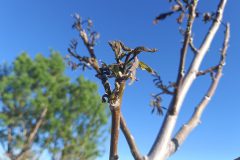 سرمازدگی محصولات کشاورزی در فراهان