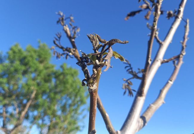 سرمازدگی محصولات کشاورزی در فراهان