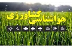 کشاورزان نسبت به کشت ذرت علوفه‌ای اقدام کنند