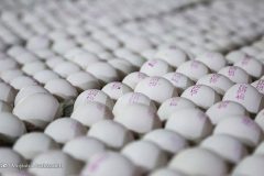 قیمت تخم مرغ درب مرغداری به ۳۷ هزارتومان رسید