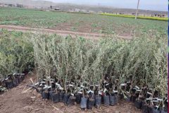 دستگیری سارق ۹۰۰ اصله نهال در فراهان