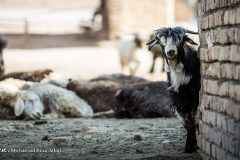 قاچاق گسترده دام در حال انجام است/قیمت دام کاهشی شد