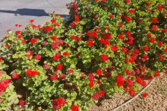 اجرای برنامه‌های پاییزی شهرداری فرمهین با هدف ارتقاء زیبایی و طراوت شهری