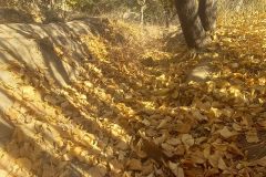 زیبایی های پاییزی روستای کسرآصف